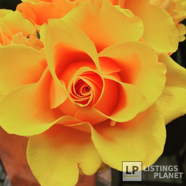 Flowers By Special Arrangement