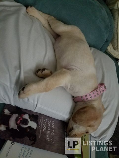 Pebble Creek Animal Hospital