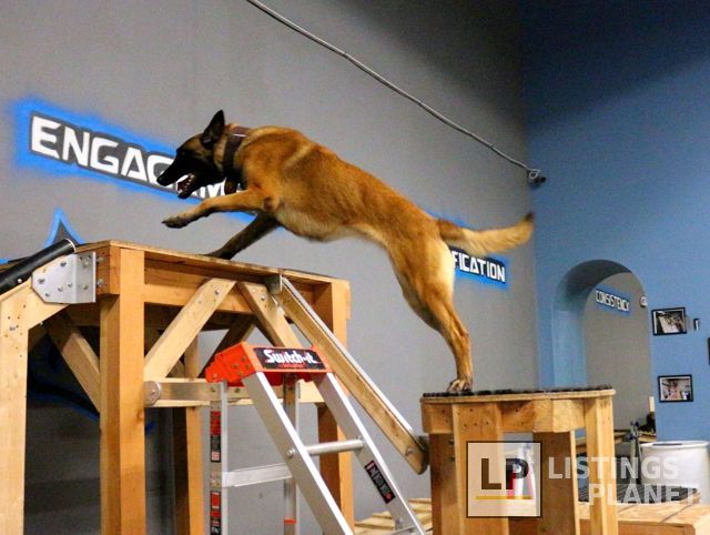 California K9 Solutions - Cali K9