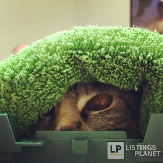 Westgate Pet & Bird Hospital