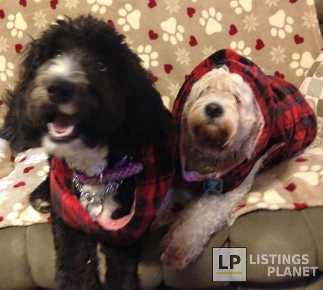 South Meadow Animal Clinic PC