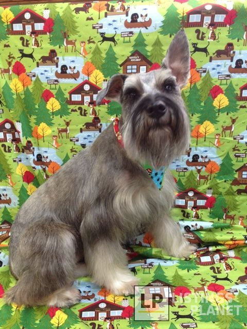 A Dog's Best Friend Inc