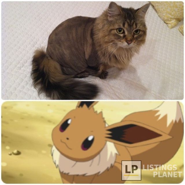 Kate's Cat & Dog Salon