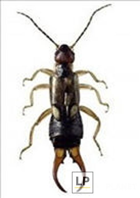 City Service Exterminator Co Inc.