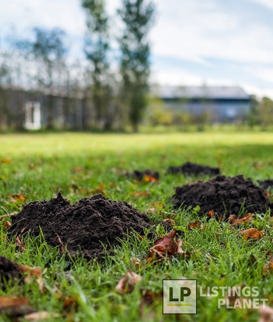 Blue Duck Pest Control