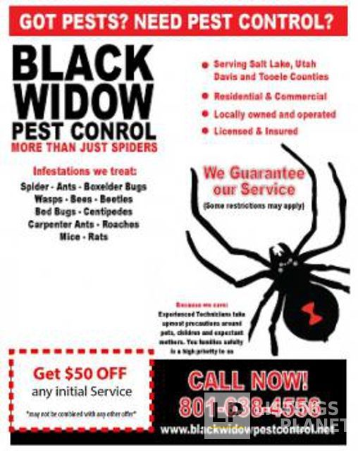 Black Widow Pest Control
